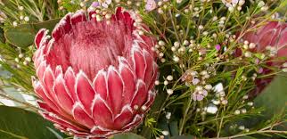 Image result for Protea