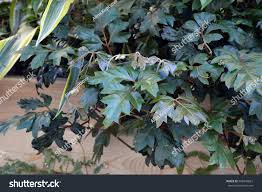 Image result for Rhoicissus rhomboidea