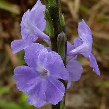 Image result for Stachytarpheta