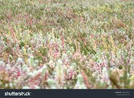 Image result for Chenolea