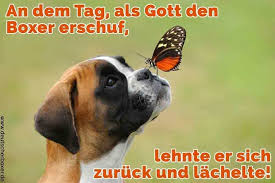 Boxer Zitate Und Spruche Deutscherboxer De