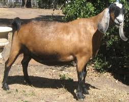Uşak büyükarslan halep keçisi çiftliği www.kecial.com. Anglo Nubian Goat Farming Information Goat Farming