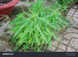 Image result for Phyllanthus amarus
