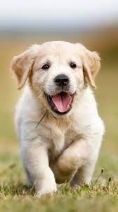 Cute Golden Retriever Wallpaper Iphone