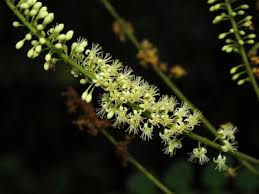 Image result for Amblygonocarpus andongensis