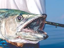 Image result for kingfish