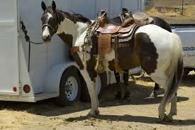 A gooseneck horse trailer almost always comes with a higher price tag than a bumper pull type. Horse Trailer Towing And Hauling Safety Tips Vita Flex