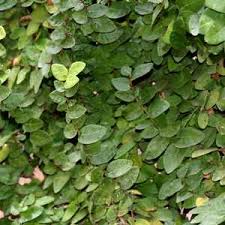 Image result for ficus pumila