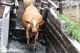 Image result for dip vat