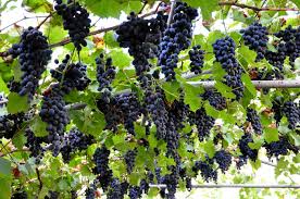 Lucrarile agrofitotehnice efectuate in plantatiile. Moldova ZdravÄn