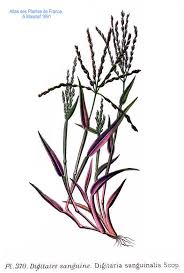 Image result for Digitaria diagonalis