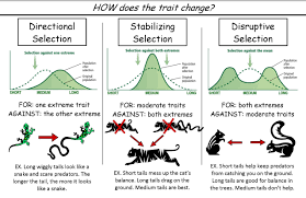 3 Types Of Natural Selection Teaching Biology Biology Lessons Science Lessons