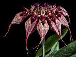 Image result for Bulbophyllum stolzii