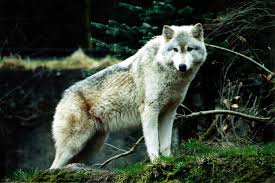 We did not find results for: The White Wolf Wallpaper Animals Wallpaper Better