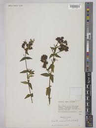 Image result for Ancylobothrys amoena