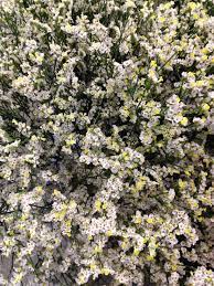 White Caspia Visit Us At Lefrancoisfloral Com Caspia Filler Flores