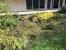 Before And After Grass Killer