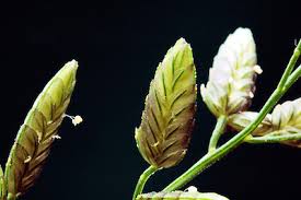 Image result for Eragrostis cilianensis