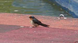 洋燕pacific swallow hirundo tahitica 雀形目燕科燕屬分布於沖繩 琉球 聖托馬斯 本古特 菲律賓 台灣 島等地台語統稱 鳦仔拍攝地點 南投埔里鯉魚潭