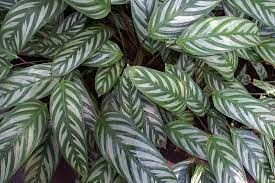 They are related to the calathea and maranta and are mainly grown for the beauty of their foliage. Ctenanthe Oppenheimiana Giant Bamburanta Never Never Plant North Carolina Extension Gardener Plant Toolbox