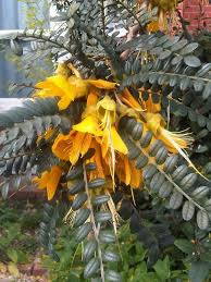 Image result for Caesalpinia cassioides