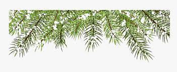 If you like, you can download pictures in icon format or directly in png image format. Pine Branch Png Picture Christmas Tree Branches Png Transparent Png Transparent Png Image Pngitem