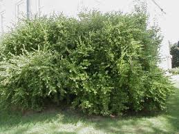 Bush honeysuckles are upright, deciduous (lose their leaves in winter) shrubs that range from 6 to 15 feet tall. Winter Honeysuckle