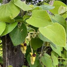 Image result for Aristolochia