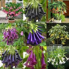 Maybe you would like to learn more about one of these? Znadna Seeds 100pcs Datura Seeds Angel Trumpet Brugmansia Sanguinea Seeds Bonsai Flower Seeds For Garden Balcony Terrace Buy Online In Bolivia At Desertcart Bo Productid 174979859