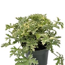 Image result for Pelargonium graveolens