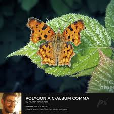 Image result for Polygonia c-album