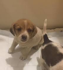 Favorite this post jul 18. Charlotte Nc Beagle Meet Shasta A Pet For Adoption