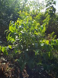 Image result for Casearia gladiiformis