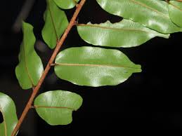 Image result for Chrysophyllum welwitschii