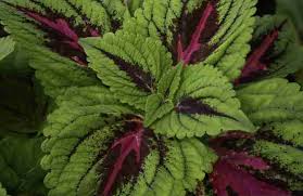 Coleus in containers may need watering twice a day during hot weather. Coleus Care How To Grow Colorful Coleus Plant Extensive Guide