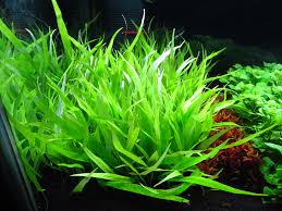 アクアフォレスト