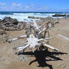 Driftwood On Seapark Beach Kzn Kwazulunatal Southcoastkzn Kznsouthcoast Seapark Driftwood Beach Kwazulu Natal Instagram Driftwood