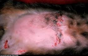 A cat losing hair — also called alopecia in cats — can be complete or partial and happens in felines for a variety of reasons, the most common of which is skin allergies, experts say. Cat Skin Problems Pictures Care And Treatment