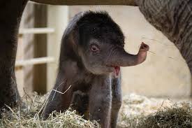 Powell, OH @columbuszoo — The Columbus Zoo and Aquarium is celebrating the joyful arrival of a male calf born to Phoebe, a 38-year-old Asian elephant and experienced mother. The calf, weighing 222