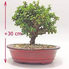 Fertilizante confiabonos primavera bonsai (100% orgánico). Bonsai Jade Plant 10 Inches Bogota Colombia Delivery