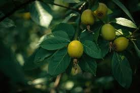 Image result for Metteniusaceae