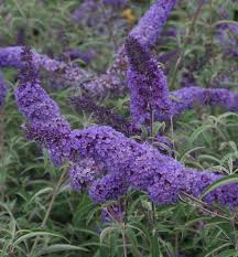 Image result for Komule empire blue