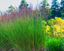 Image result for Restionaceae