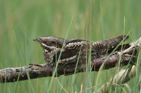 Der ziegenmelker ist ein braungrauer, schwarz gefleckter vogel mit langen flügeln und langem schwanz tagsüber sitzt der vogel mit seinem perfekten schattenmuster auf dem boden oder liegt. Ziegenmelker Auf Trischen