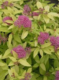 Image result for Spiraea bumalda