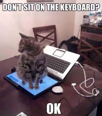 Challenge Accepted Catmemes Funniest Cat Memes Funny Cat Pictures Funny Cat Videos