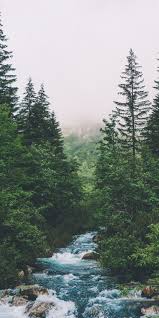 Forest Green Trees Water Stream 1080x2160 Wallpaper In 2020 Nature Iphone Wallpaper Forest Wallpaper Iphone Wallpaper Mountains