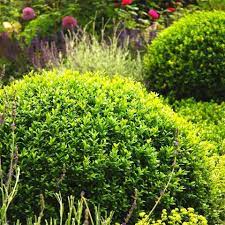 Short hedges tend to make an ideal border and edging in houses and buildings while the taller ones create super hedges for screening against. 20 Best Boxwood Shrubs To Plant Boxwood Bush And Hedge Ideas