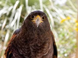 Choose your favorite sabino canyon designs and purchase them as wall art, home decor, phone cases, tote bags, and more! Birds Tohono Chul Tucson Az