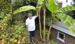 We did not find results for: Bananas Found Growing In Gardener S Backgarden 14 Years After He Planted Them Uk News Express Co Uk